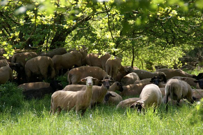 Unser Orchideenpark Bild Nr.041